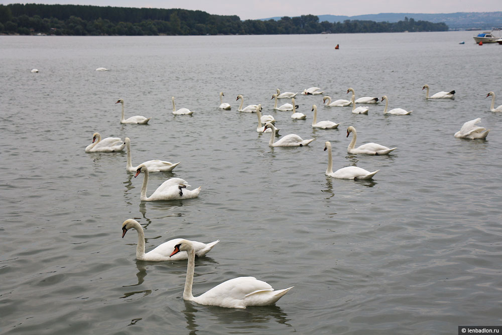 Лебеди на Дунае